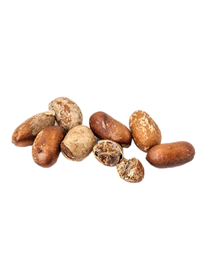 African Nutmeg