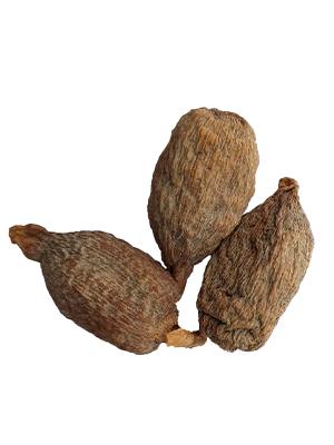 Alligator Pepper